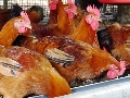 久米島鶏とお料理